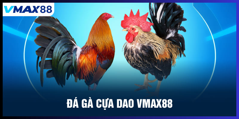 Đá gà cựa dao Vmax88