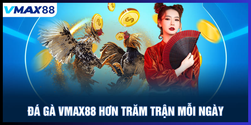 Đá gà Vmax88 hơn trăm trận mỗi ngày