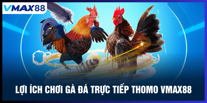 Lợi ịch chơi gà đá trực tiếp Thomo